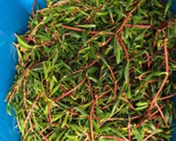 Harvested Sea Purslane for nutritional analysis